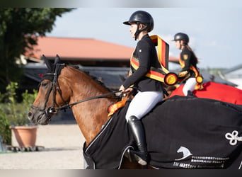 Koń hanowerski, Klacz, 11 lat, 163 cm, Jasnogniada