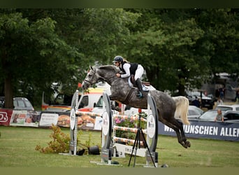 Koń hanowerski, Klacz, 11 lat, 163 cm, Siwa jabłkowita