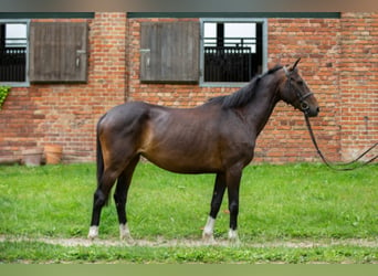 Koń hanowerski, Klacz, 11 lat, 164 cm, Ciemnogniada