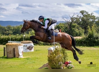 Koń hanowerski, Klacz, 11 lat, 164 cm, Gniada