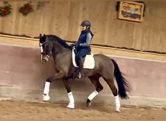 Koń hanowerski, Klacz, 11 lat, 164 cm, Gniada