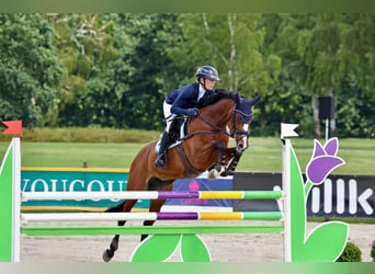 Koń hanowerski, Klacz, 11 lat, 164 cm, Gniada