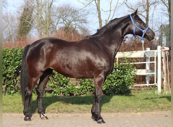 Koń hanowerski, Klacz, 11 lat, 164 cm, Kara