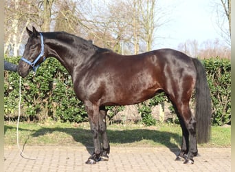 Koń hanowerski, Klacz, 11 lat, 164 cm, Kara