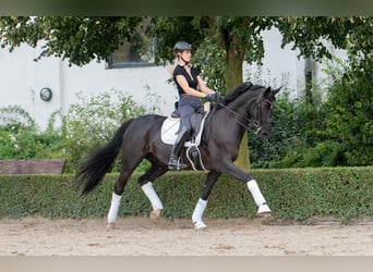 Koń hanowerski, Klacz, 11 lat, 165 cm, Kara