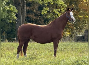 Koń hanowerski, Klacz, 11 lat, 167 cm, Kasztanowata