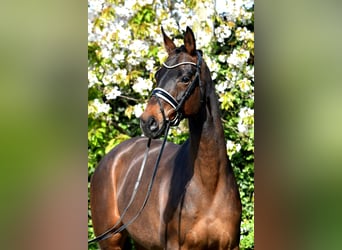 Koń hanowerski, Klacz, 11 lat, 168 cm, Gniada