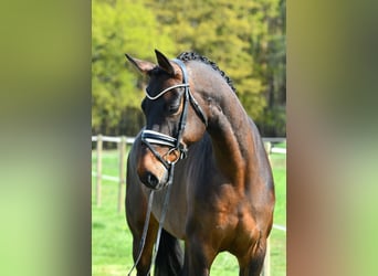Koń hanowerski, Klacz, 11 lat, 168 cm, Gniada