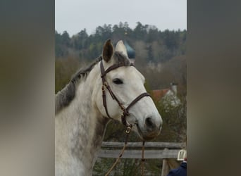 Koń hanowerski, Klacz, 11 lat, 168 cm, Siwa
