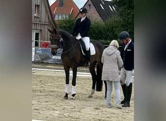 Koń hanowerski, Klacz, 11 lat, 170 cm, Ciemnogniada