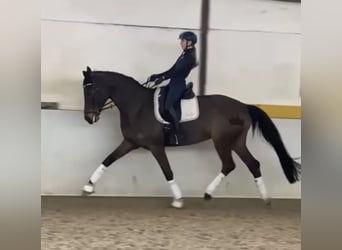 Koń hanowerski, Klacz, 11 lat, 170 cm, Ciemnogniada