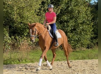 Koń hanowerski, Klacz, 11 lat, 170 cm, Kasztanowata