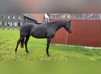 Koń hanowerski, Klacz, 11 lat, 173 cm, Kara