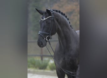 Koń hanowerski, Klacz, 11 lat, 173 cm