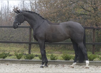 Koń hanowerski, Klacz, 11 lat, 173 cm