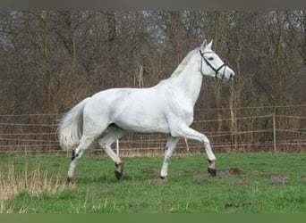 Koń hanowerski, Klacz, 11 lat, 178 cm, Siwa