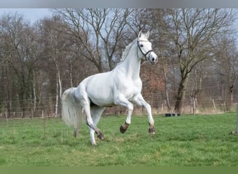 Koń hanowerski, Klacz, 11 lat, 178 cm, Siwa
