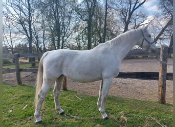 Koń hanowerski, Klacz, 12 lat, 160 cm, Siwa
