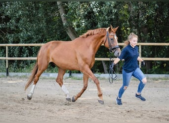 Koń hanowerski, Klacz, 12 lat, 165 cm, Kasztanowata