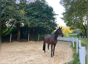 Koń hanowerski, Klacz, 12 lat, 166 cm, Gniada