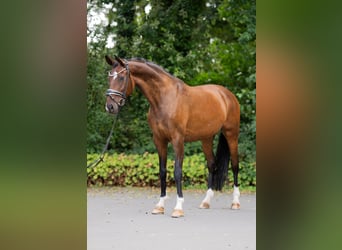 Koń hanowerski, Klacz, 12 lat, 167 cm, Gniada
