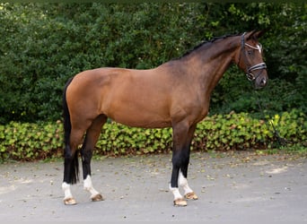 Koń hanowerski, Klacz, 12 lat, 167 cm, Gniada