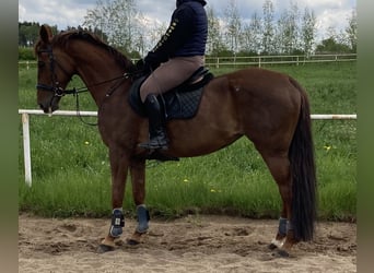 Koń hanowerski, Klacz, 12 lat, 167 cm, Kasztanowata