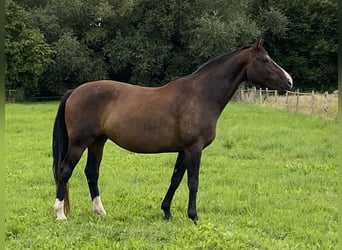Koń hanowerski, Klacz, 12 lat, 168 cm, Gniada