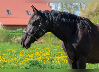 Koń hanowerski, Klacz, 12 lat, 168 cm, Kara