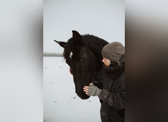 Koń hanowerski, Klacz, 12 lat, 168 cm, Kara