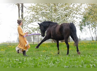 Koń hanowerski, Klacz, 12 lat, 168 cm, Kara