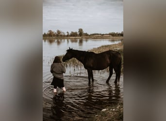 Koń hanowerski, Klacz, 12 lat, 168 cm, Kara