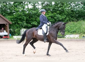 Koń hanowerski, Klacz, 12 lat, 168 cm, Kara