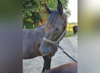 Koń hanowerski, Klacz, 12 lat, 168 cm