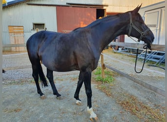 Koń hanowerski, Klacz, 12 lat, 168 cm