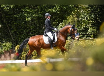Koń hanowerski, Klacz, 12 lat, 169 cm, Gniada