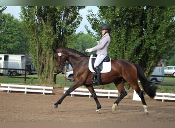 Koń hanowerski, Klacz, 12 lat, 169 cm