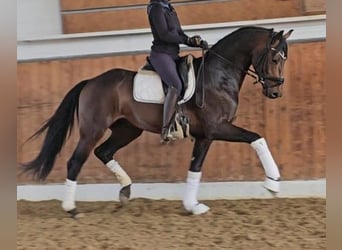 Koń hanowerski, Klacz, 12 lat, 169 cm, Skarogniada