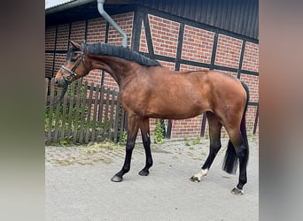 Koń hanowerski, Klacz, 12 lat, 169 cm, Skarogniada