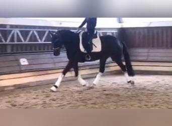Koń hanowerski, Klacz, 12 lat, 170 cm, Gniada