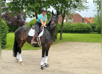 Koń hanowerski, Klacz, 12 lat, 170 cm, Gniada