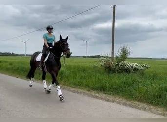 Koń hanowerski, Klacz, 12 lat, 170 cm, Gniada