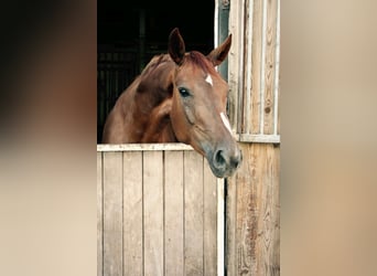Koń hanowerski, Klacz, 12 lat, 170 cm, Kasztanowata