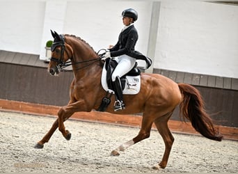Koń hanowerski, Klacz, 12 lat, 170 cm, Kasztanowata
