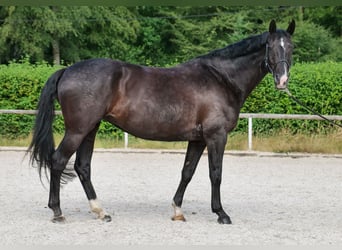 Koń hanowerski, Klacz, 12 lat, 170 cm