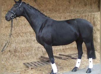 Koń hanowerski, Klacz, 12 lat, 171 cm, Ciemnogniada
