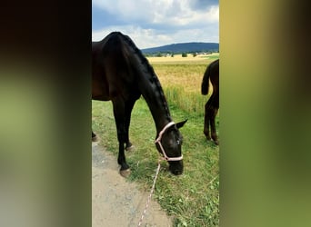 Koń hanowerski, Klacz, 12 lat, 171 cm, Kara