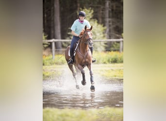 Koń hanowerski, Klacz, 12 lat, 173 cm, Kasztanowata