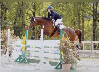 Koń hanowerski, Klacz, 12 lat, 173 cm, Kasztanowata