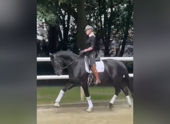 Koń hanowerski, Klacz, 12 lat, 174 cm, Kara
